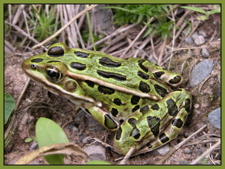 leaopard frog 