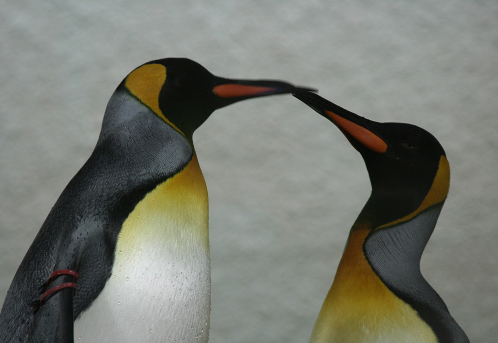Kiss penguin zoo Zurich