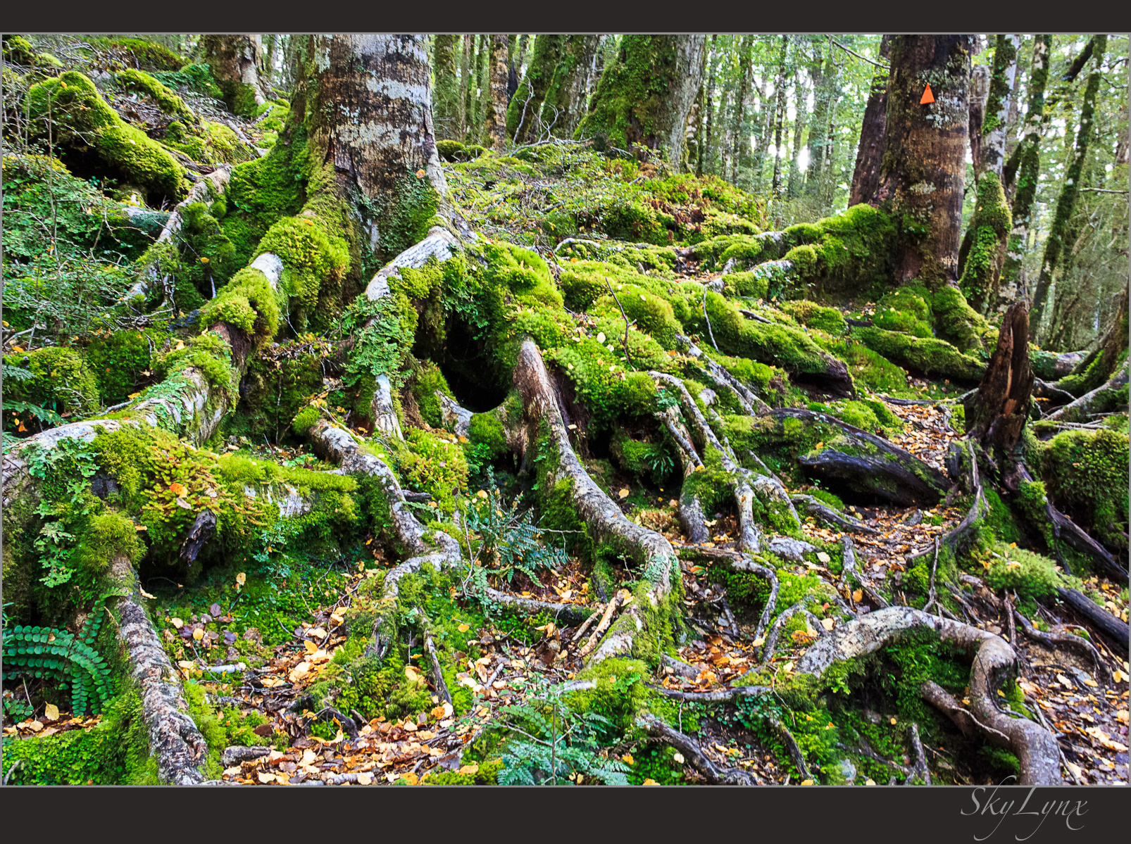 Лесной ковер Новая Зеландия, New Zealand, корни, дерево, мох, зеленый