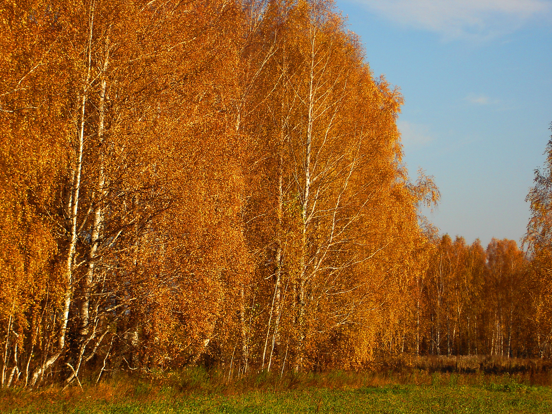 Перед лесом осенним. Трава поляна березы листья