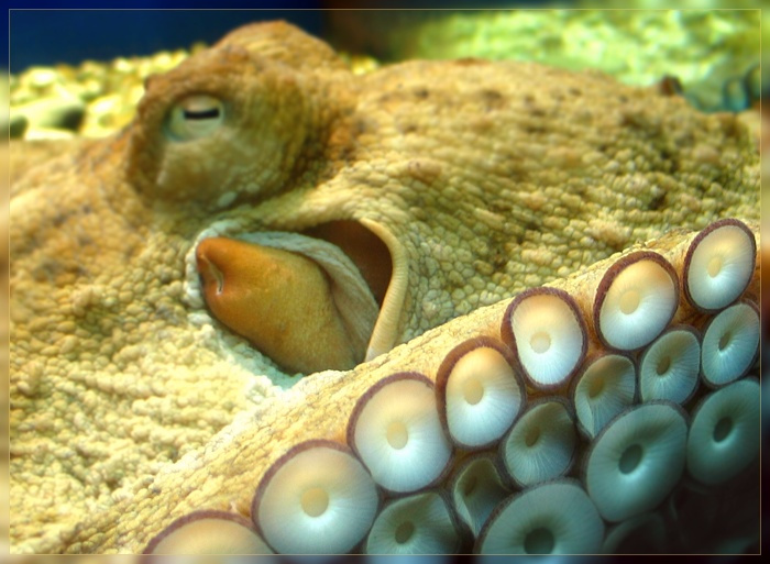 Octopus in dreams 