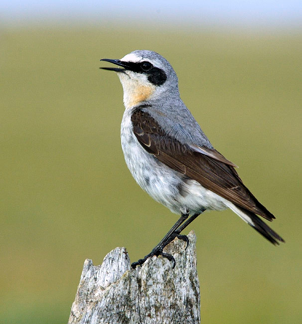 На страже Каменка, Oenanthe oenanthe, Northern Wheatear, Tobseda, Barents Sea, Arctic