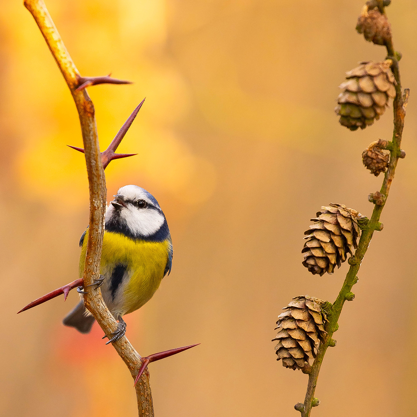 Titmouse 