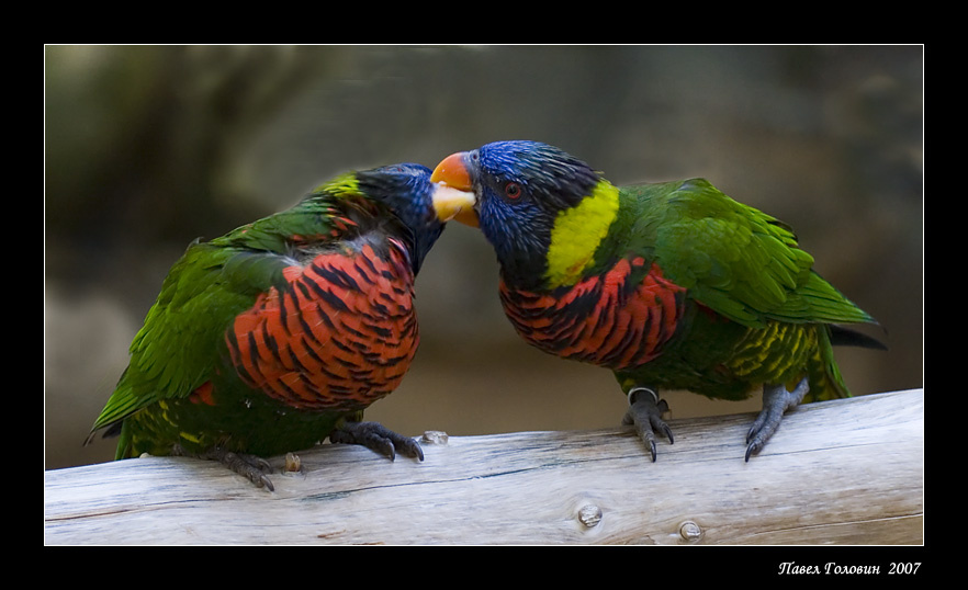 Rainbow Lory rainbow lory попугай птица любовь