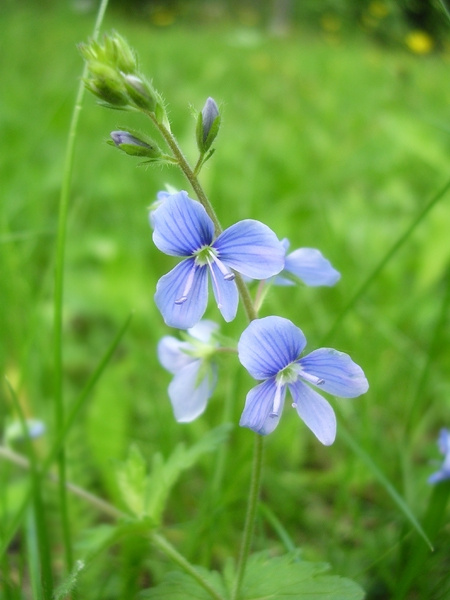 Tender Blue taya