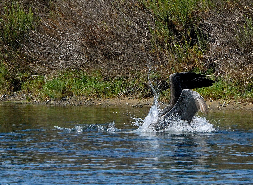 Мазила Бурый пеликан, Pelecanus occidentalis, Болса Чика, Double-crested Cormorant, Bolsa Chica, California