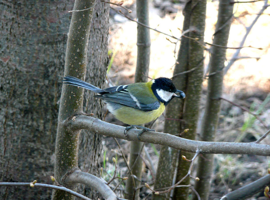 синичка синичка