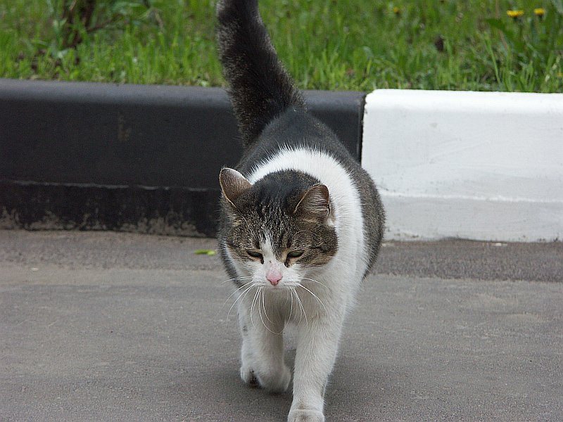 Вот такая жизнь у меня - чернобелая... кот кошка улица дорога