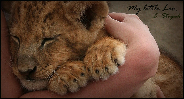 My little Leo природа животные львенок