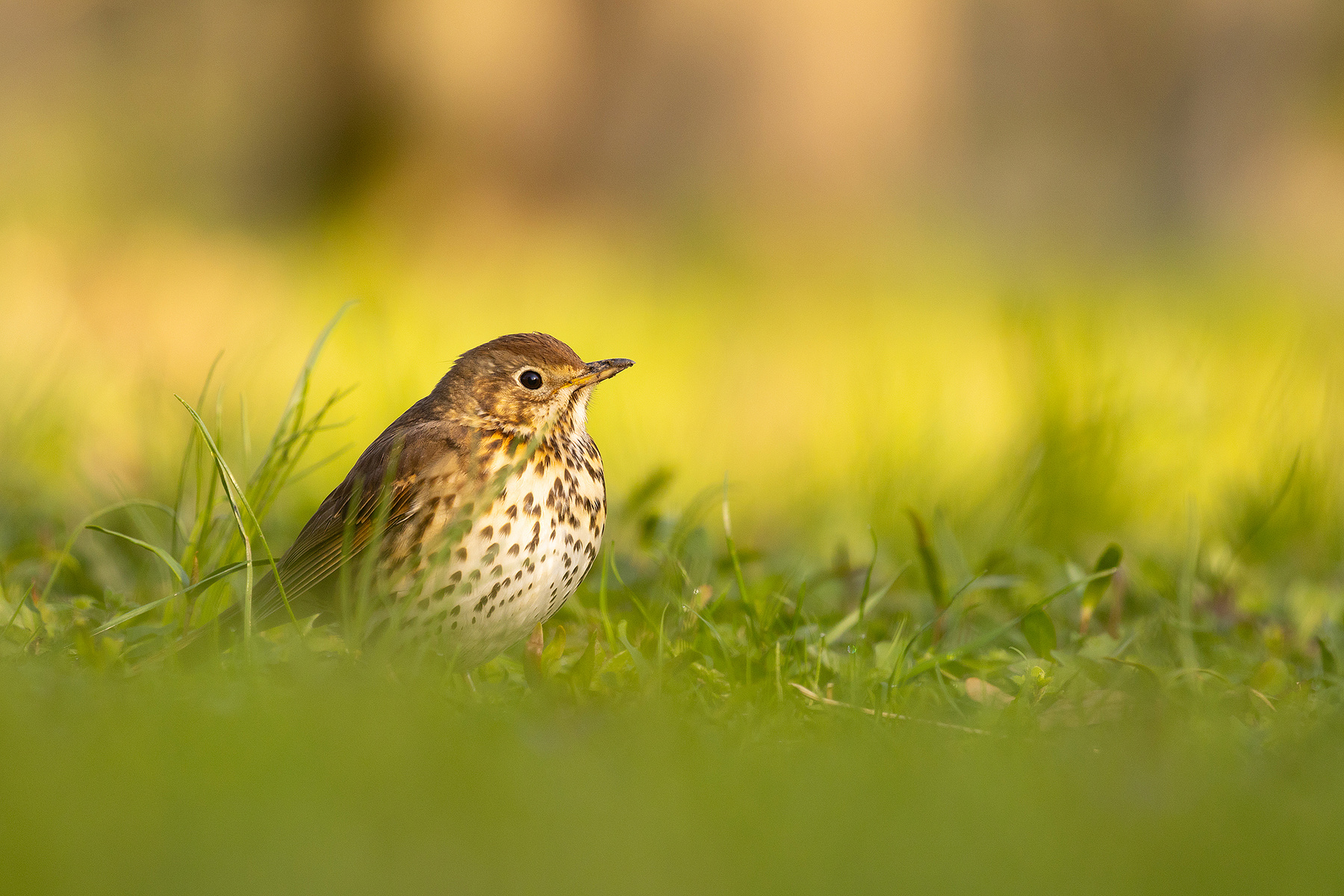 Thrush 