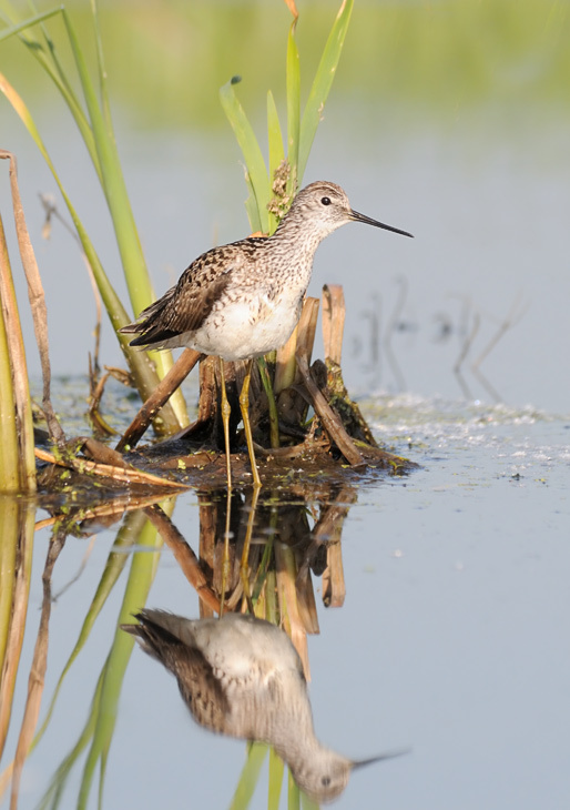 Поручейник Поручейник, Marsh Sandpiper, Tringa stagnatilis