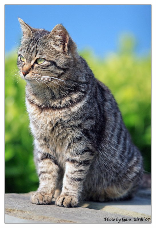 Приморский кот кот, Приморская, Сочи