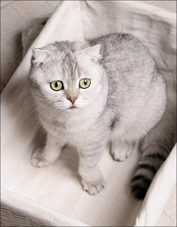 Кошка в лукошке 