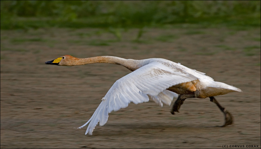 На взлёт! Лебедь кликун Cygnus cygnus