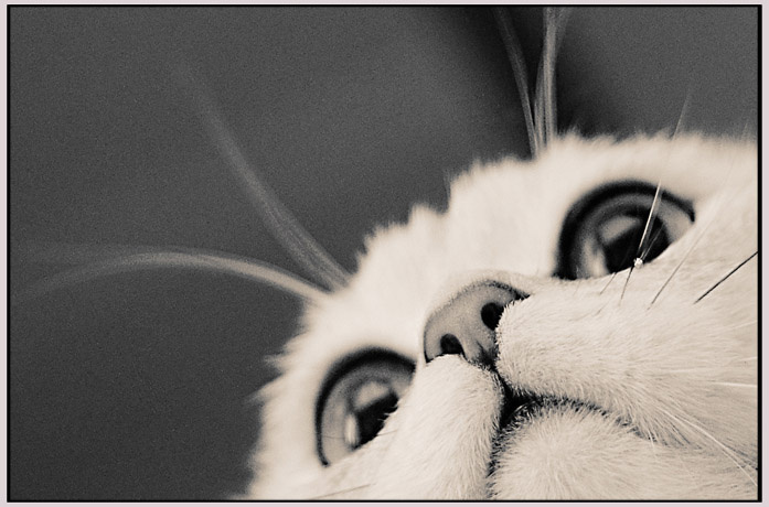 Baks кот