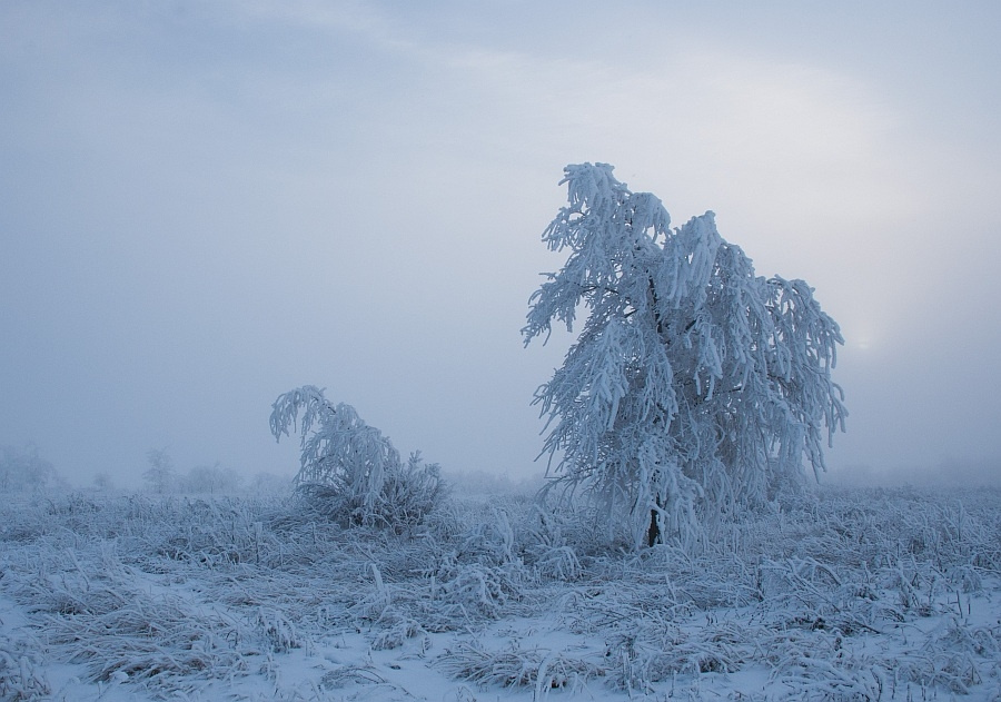 Слуги снежной королевы 