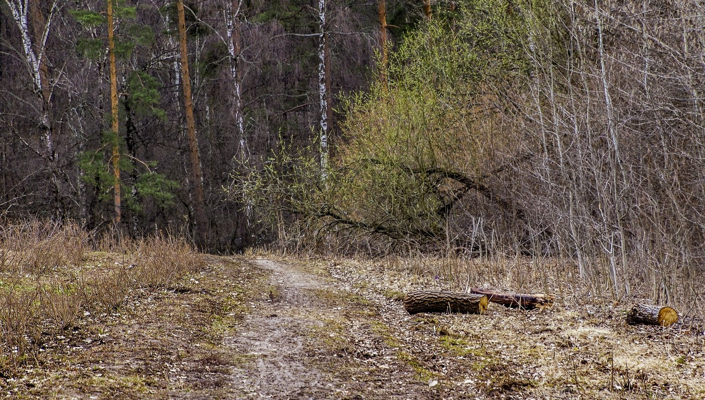 В лес... 