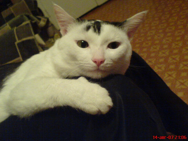 Кот котик