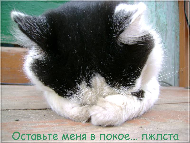 Кот ?) кот желает остаться один