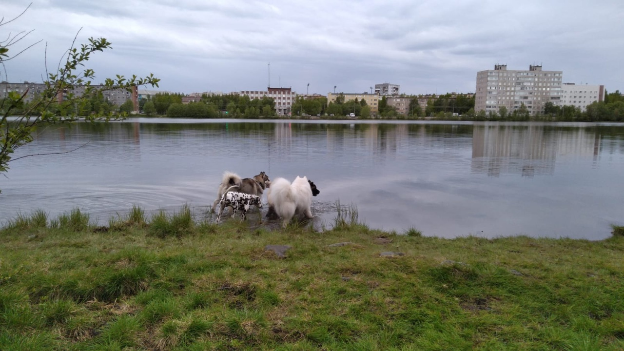 Вечернее купание 