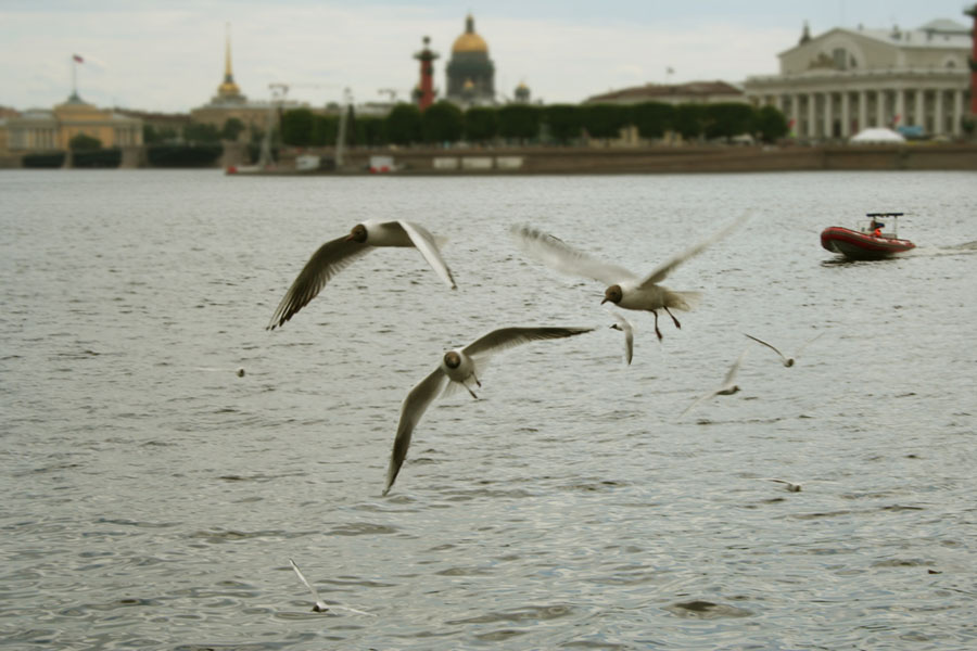 *** море речка берег чайки корабль