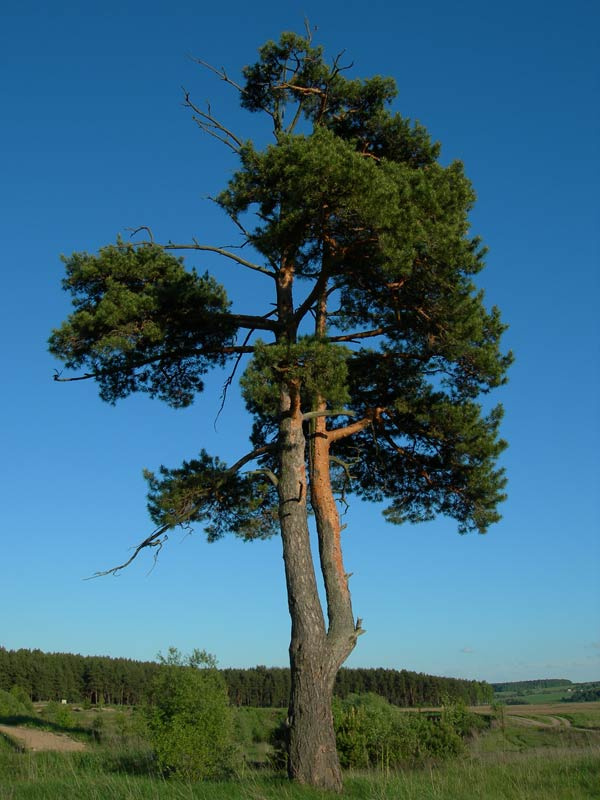 мега дерево дерево