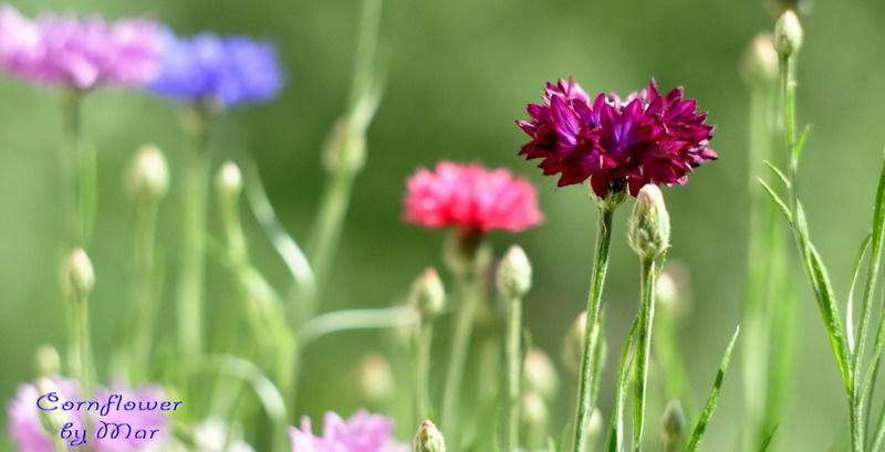 cornflower 