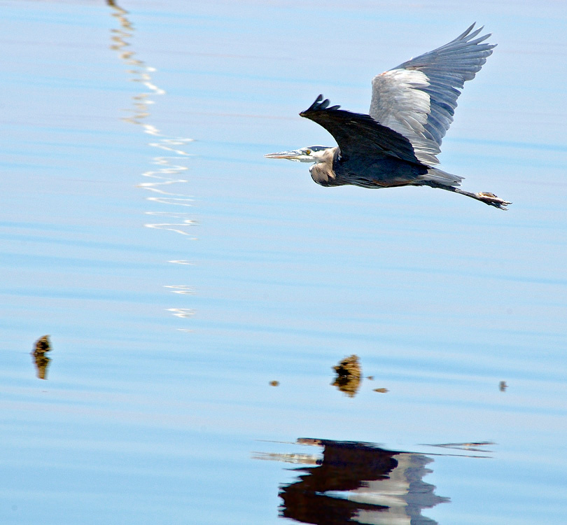 Цапля и ее черная душа Большая голубая цапля, Ardea herodias, Great Blue Heron, Salton Sea, California