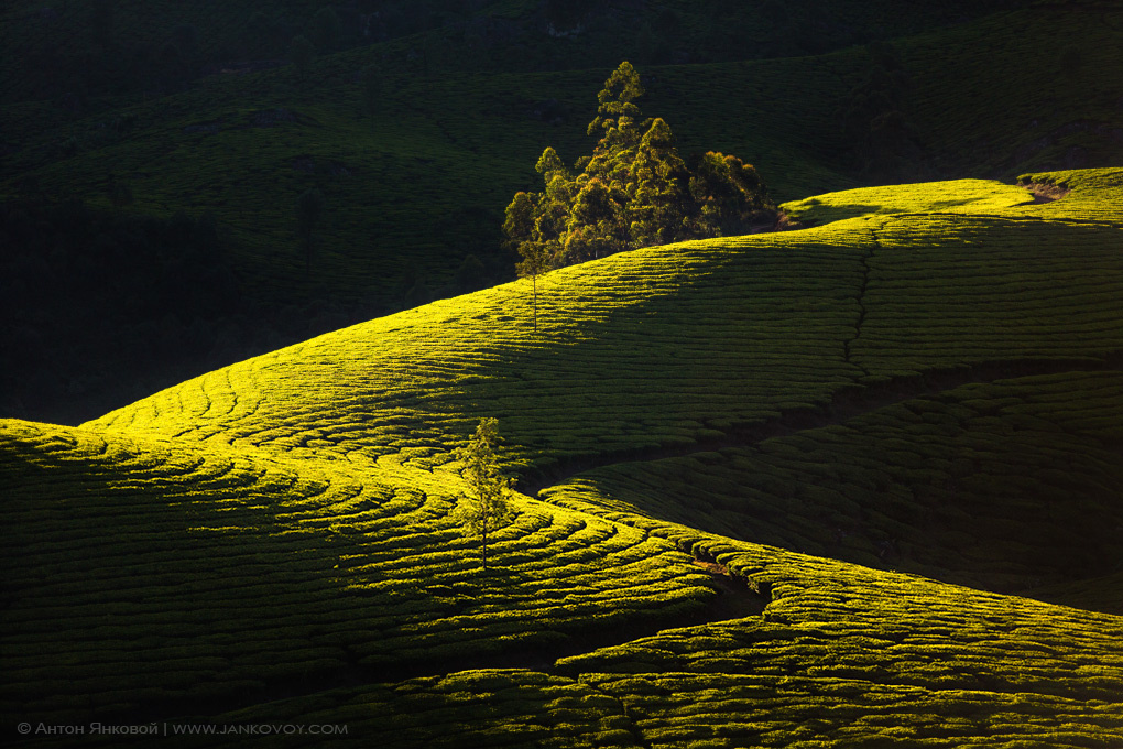 Tea plantation's Geometry Индия, Муннар, чай, плантации, холмы, Керала