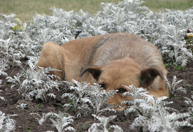 Чувствуя приход зимы... собака грусть