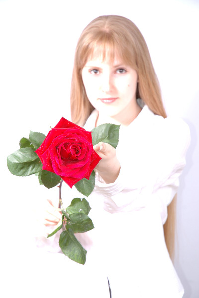 Red Rose роза