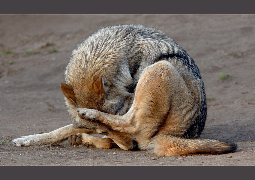 Про личную гигиену волк Canis lupus