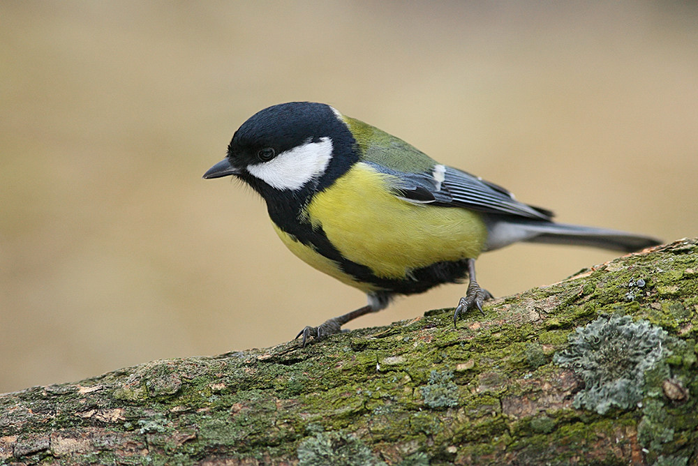 Лесная гостья Большая синица Parus major Linnaeus