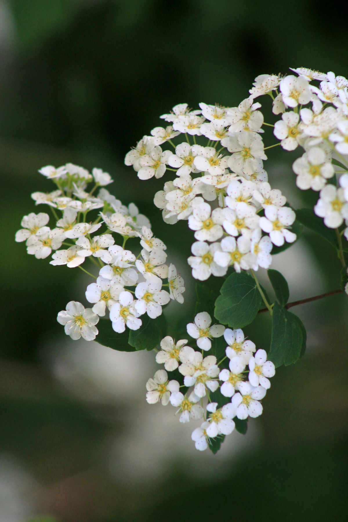 *flower 