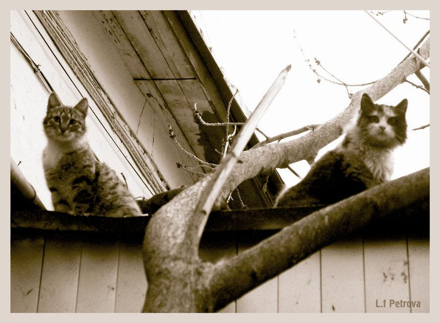 Жизнь бездомных кошек как она есть (2) кошка кот крыша дерево
