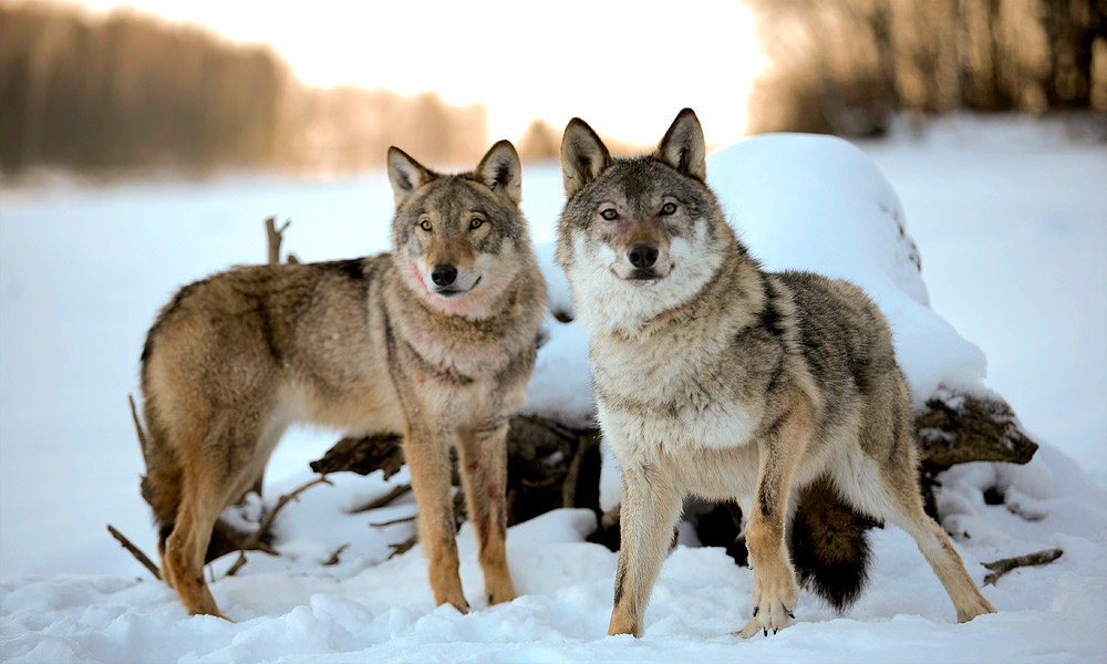 We are watching you... (из серии \"Волки\") wolf волк