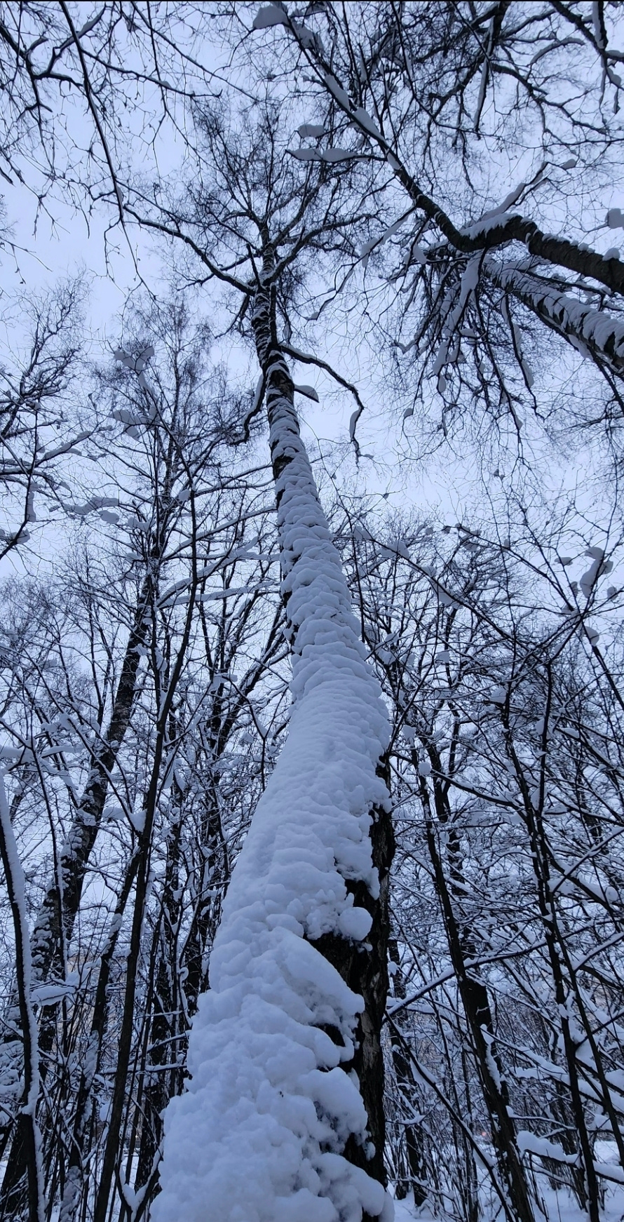 Зимний лес 2 