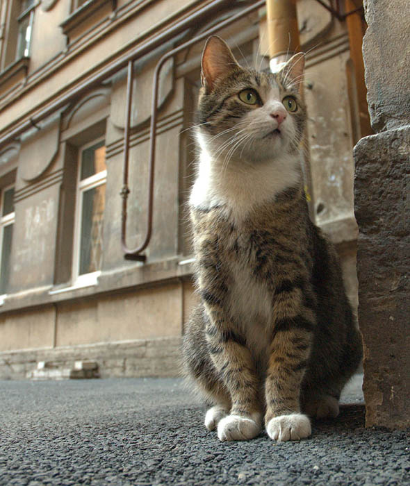 Кот кот