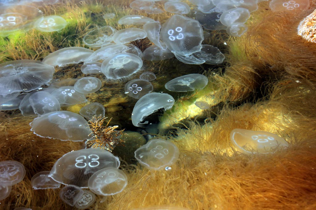 Медузы черное море, крым, медузы, 