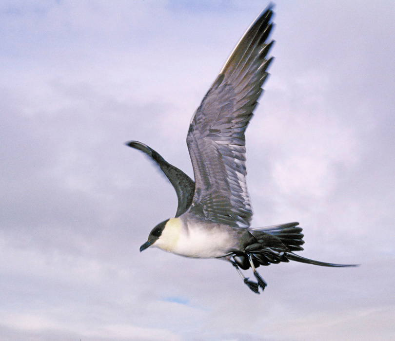 Разбойник Длиннохвостый поморник, Stercorarius longicaudus, Long-tailed Jaeger, Wrangel Island, Chukotka, Northeast Asia