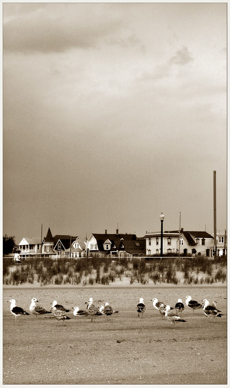 Zona Posadki beach, birds