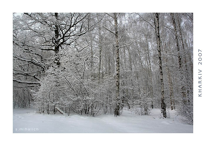 winter зима, утро, дуб, берёза, девушек нет
