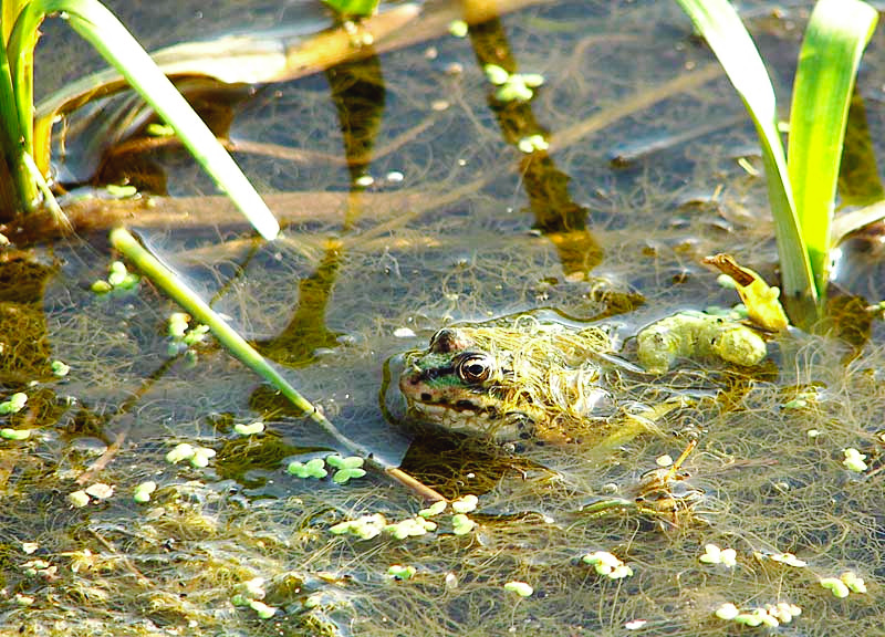 замаскировалась 