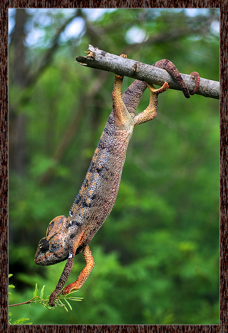 Акробат. Madagascar, Мадагаскар, хамелеон, мимоза, акробат