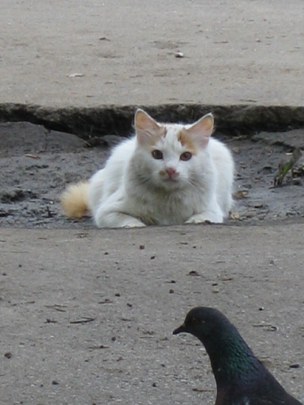 Тс-с-с... Кошка охота голубь