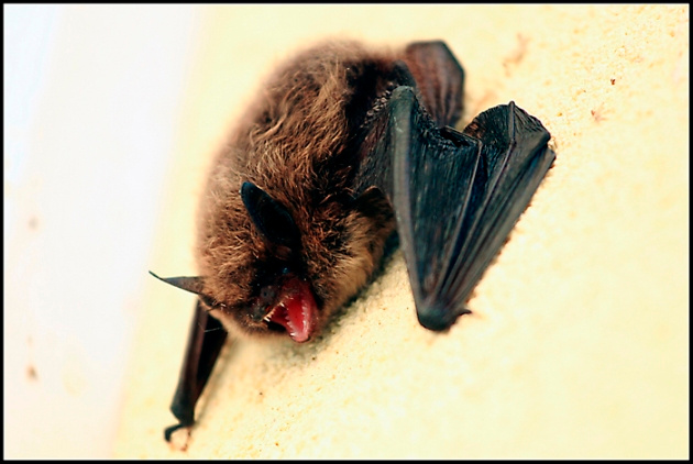 Bat\'s smile Мышь летучая bat