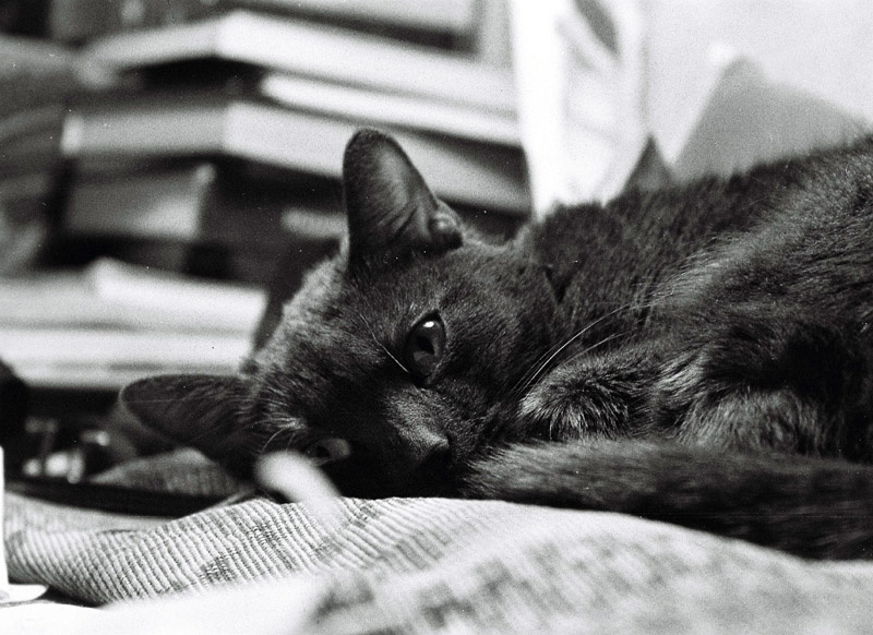 kitty 