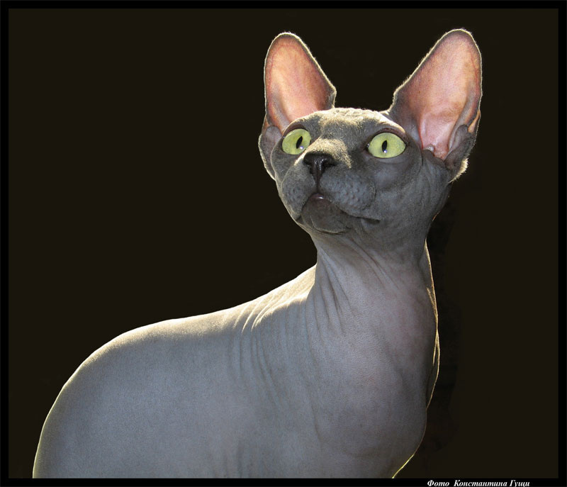 Sphinx Животные, кошка, Сфинкс