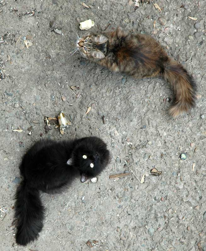 Апрельские коты 