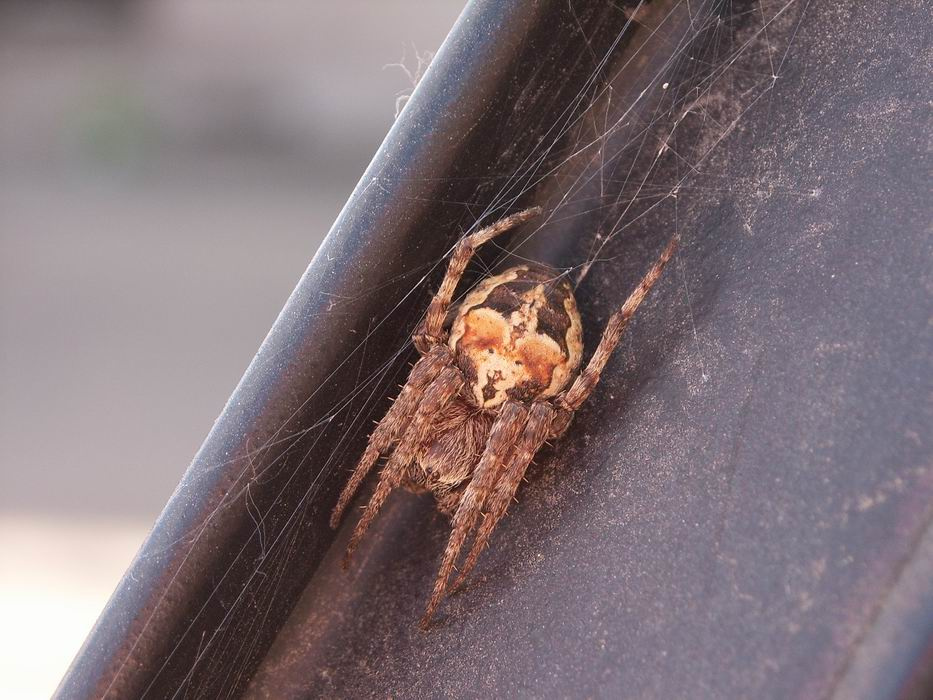 Spider 